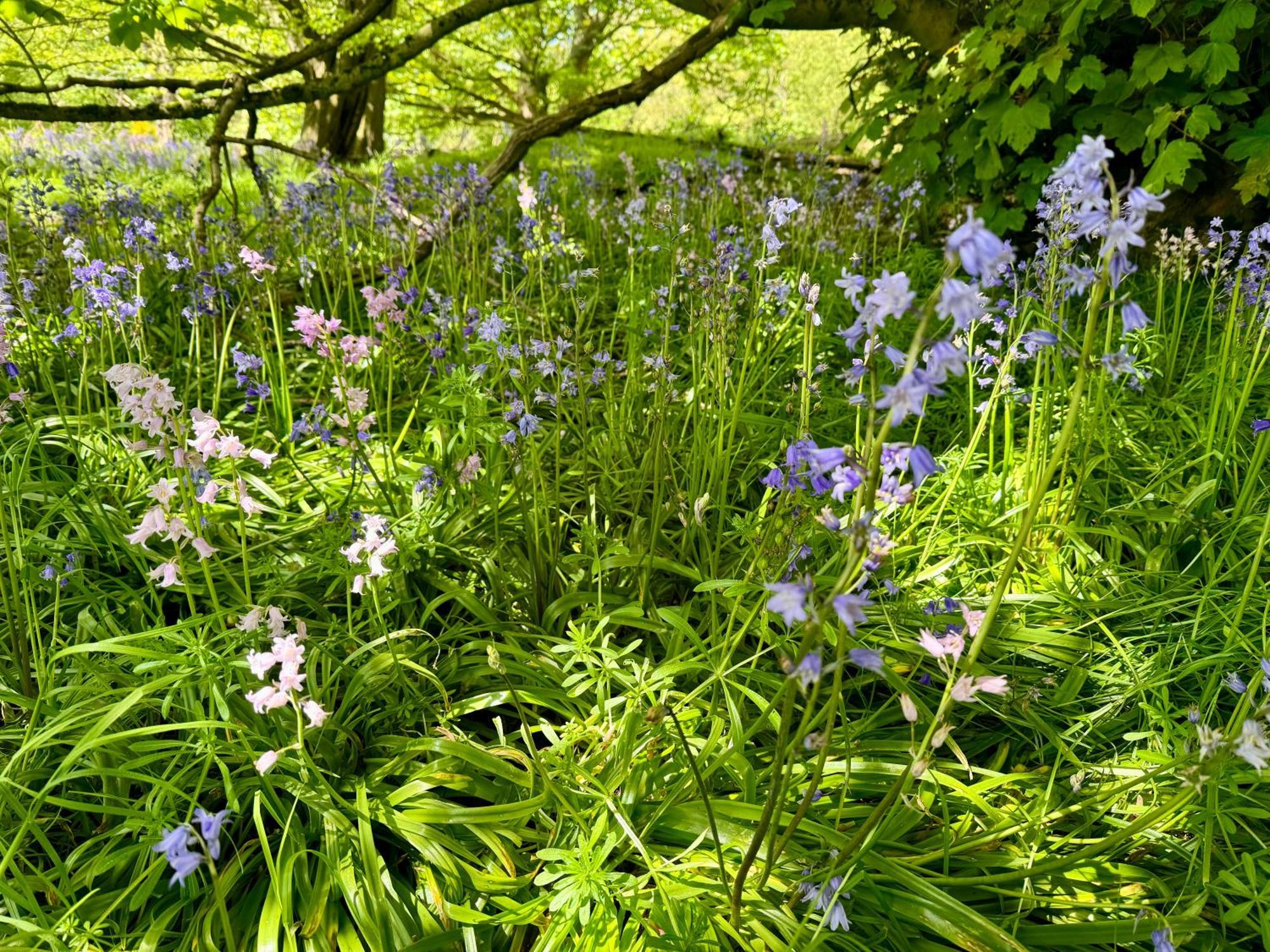 Cockley Hill Farm Bed & Breakfast Brackley  Eksteriør bilde